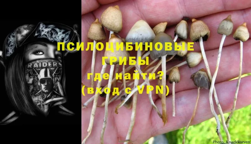 закладки  Муром  Галлюциногенные грибы Cubensis 